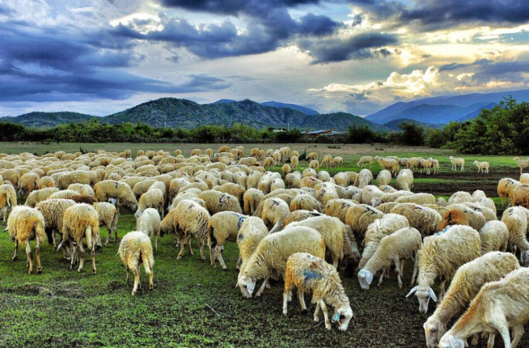 Đồi cừu Vũng Tàu