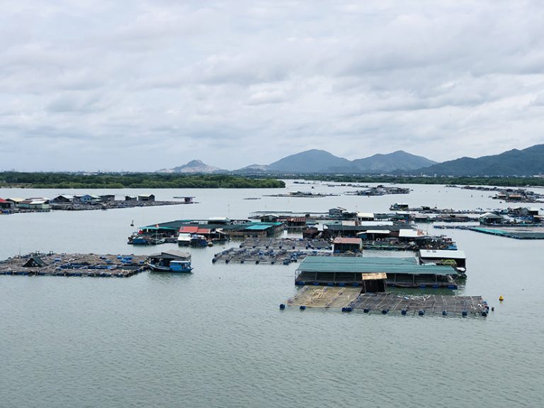 Cẩm Nang Du Lịch Làng Bè Long Sơn Thưởng Thức Hải Sản Phong Phú